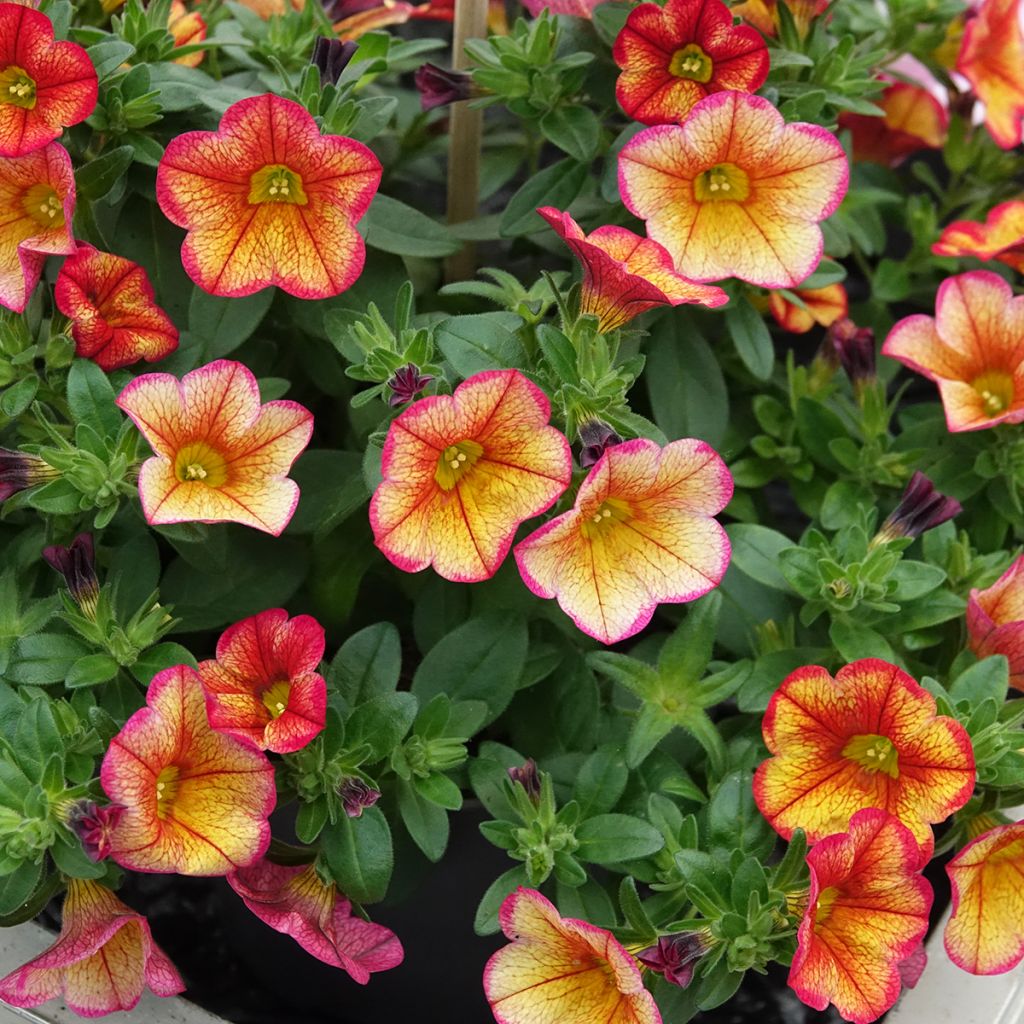 Calibrachoa Uno Bakari - Trailing Petunia
