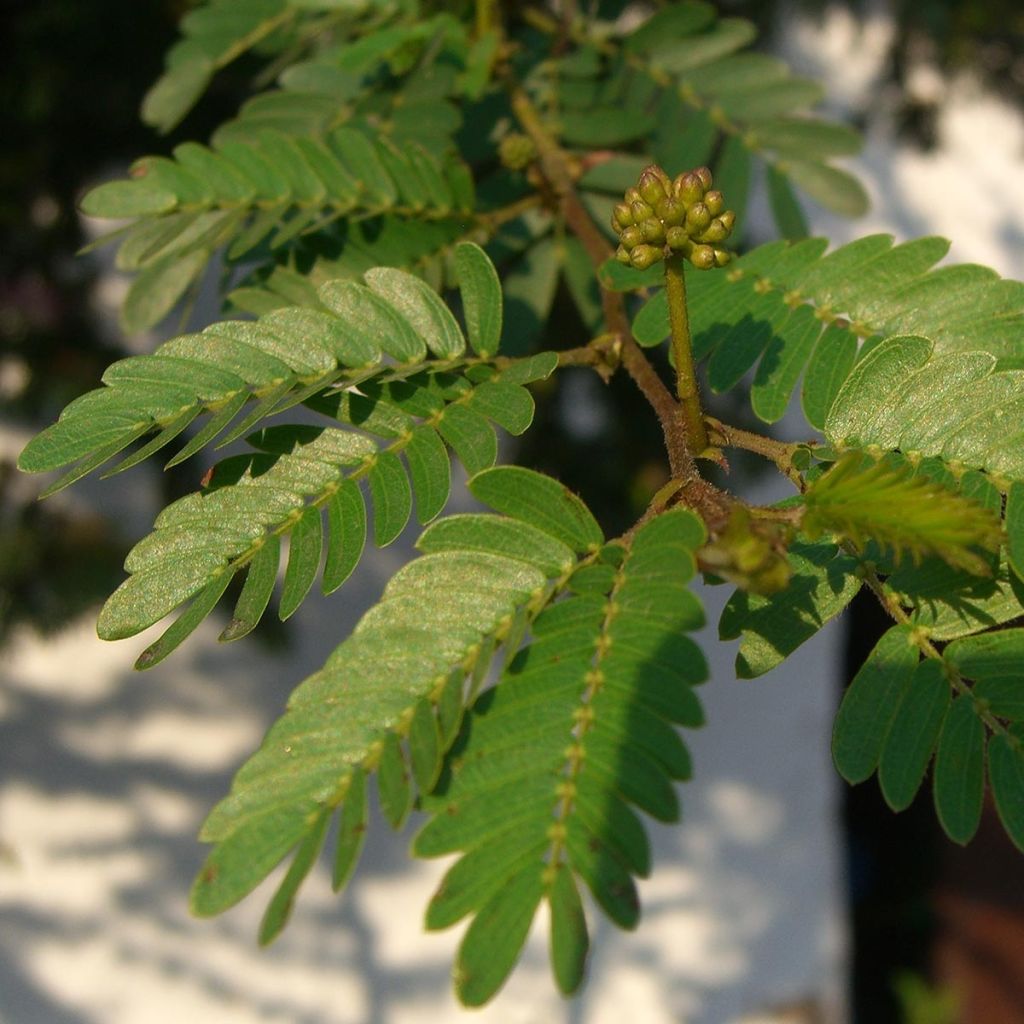 Calliandra surinamensis