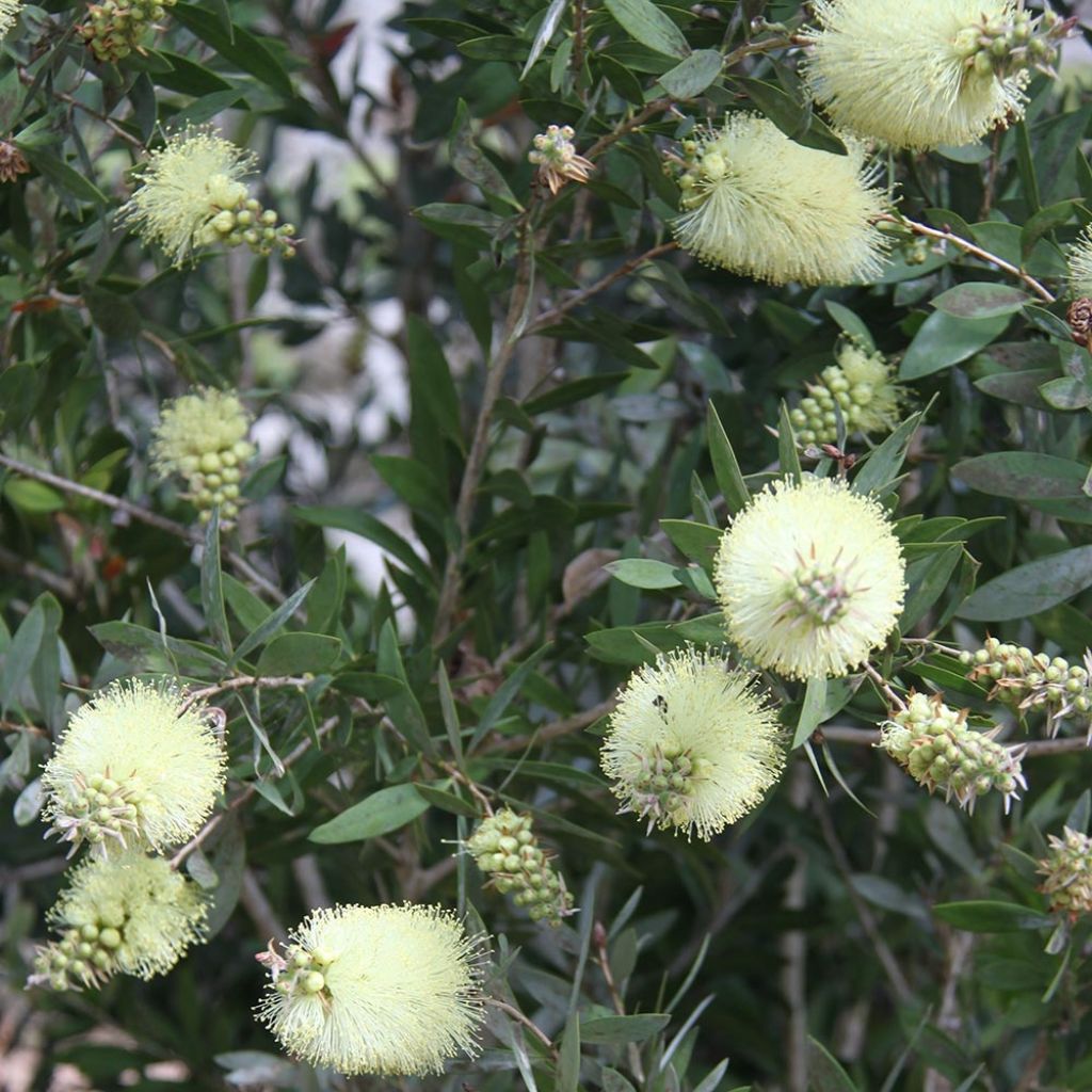 Callistemon citrinus Albus - Bottlebrush