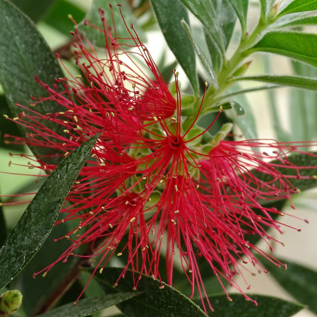 Callistemon citrinus Splendens - Bottlebrush