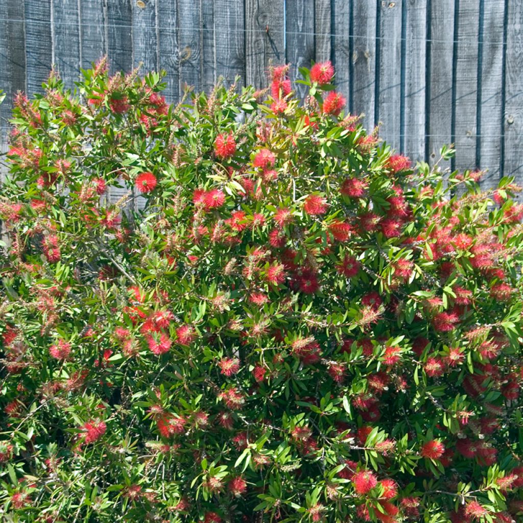 Callistemon citrinus Splendens - Bottlebrush
