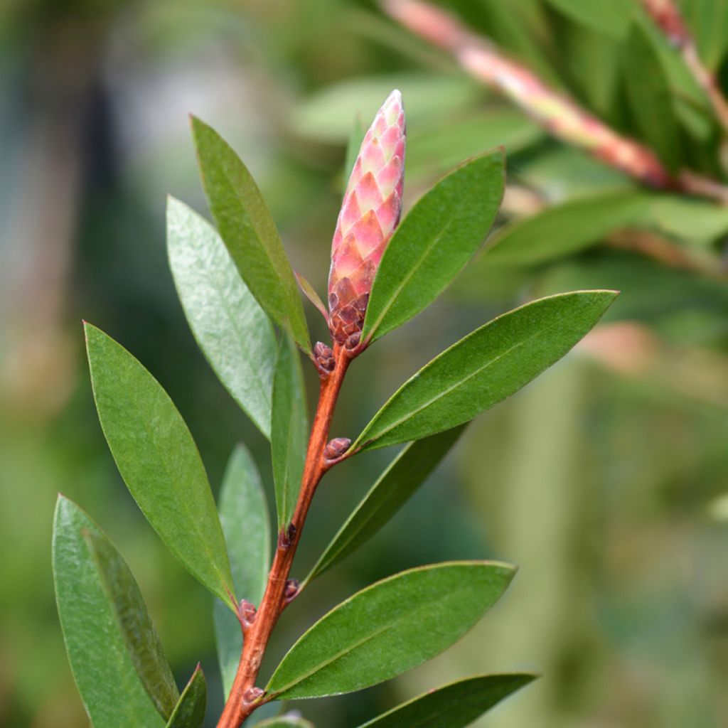 Callistemon citrinus Splendens - Bottlebrush