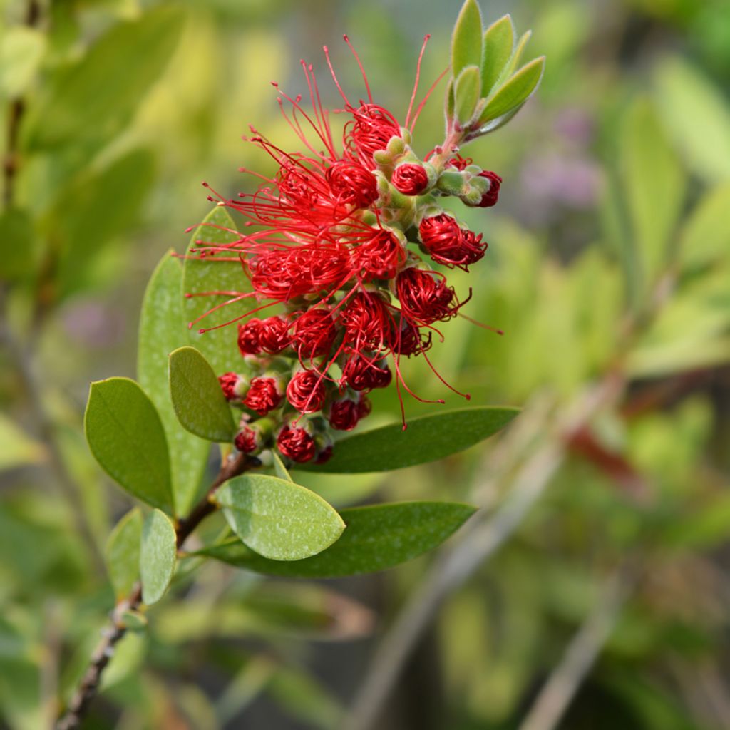 Callistemon citrinus Splendens - Bottlebrush