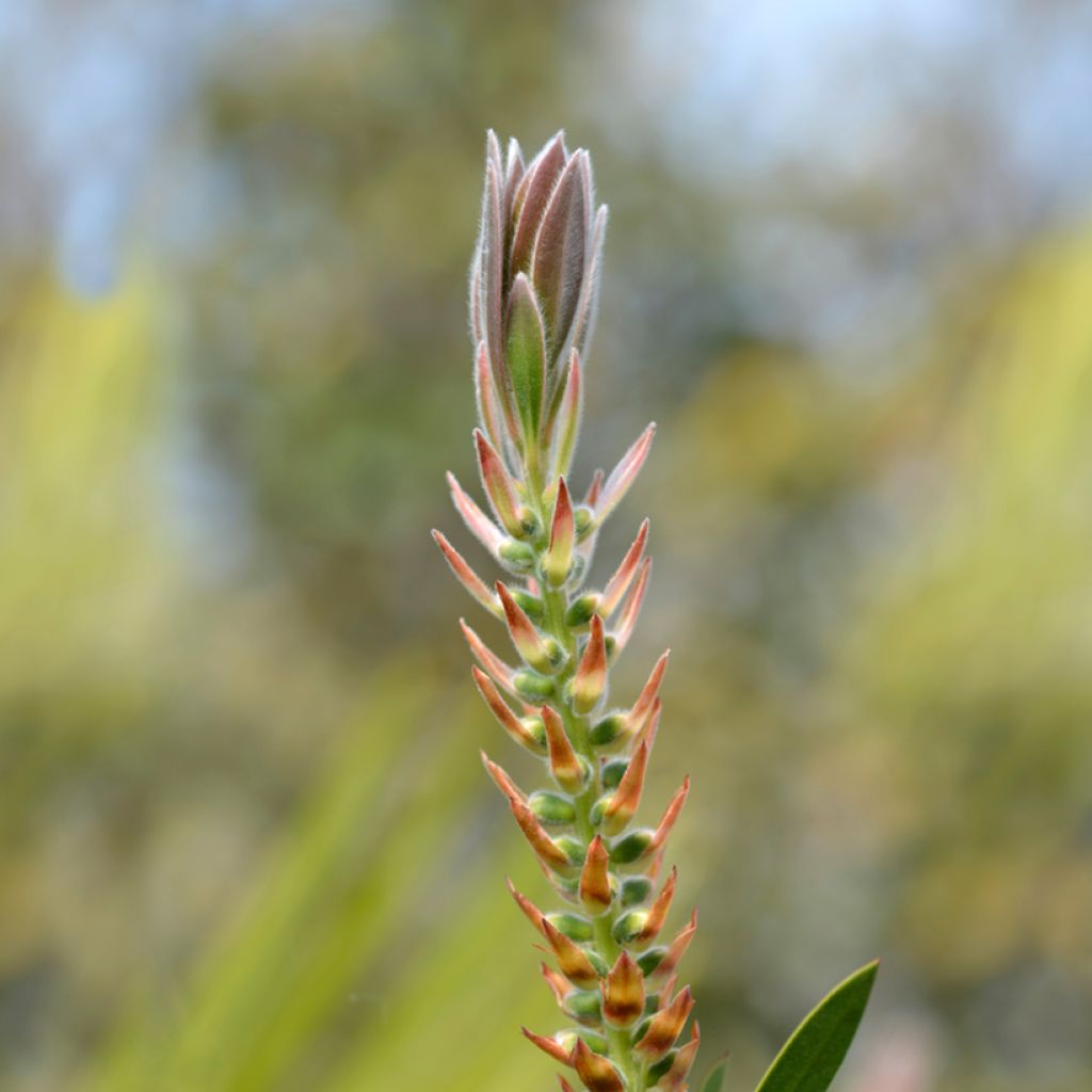 Callistemon citrinus Splendens - Bottlebrush