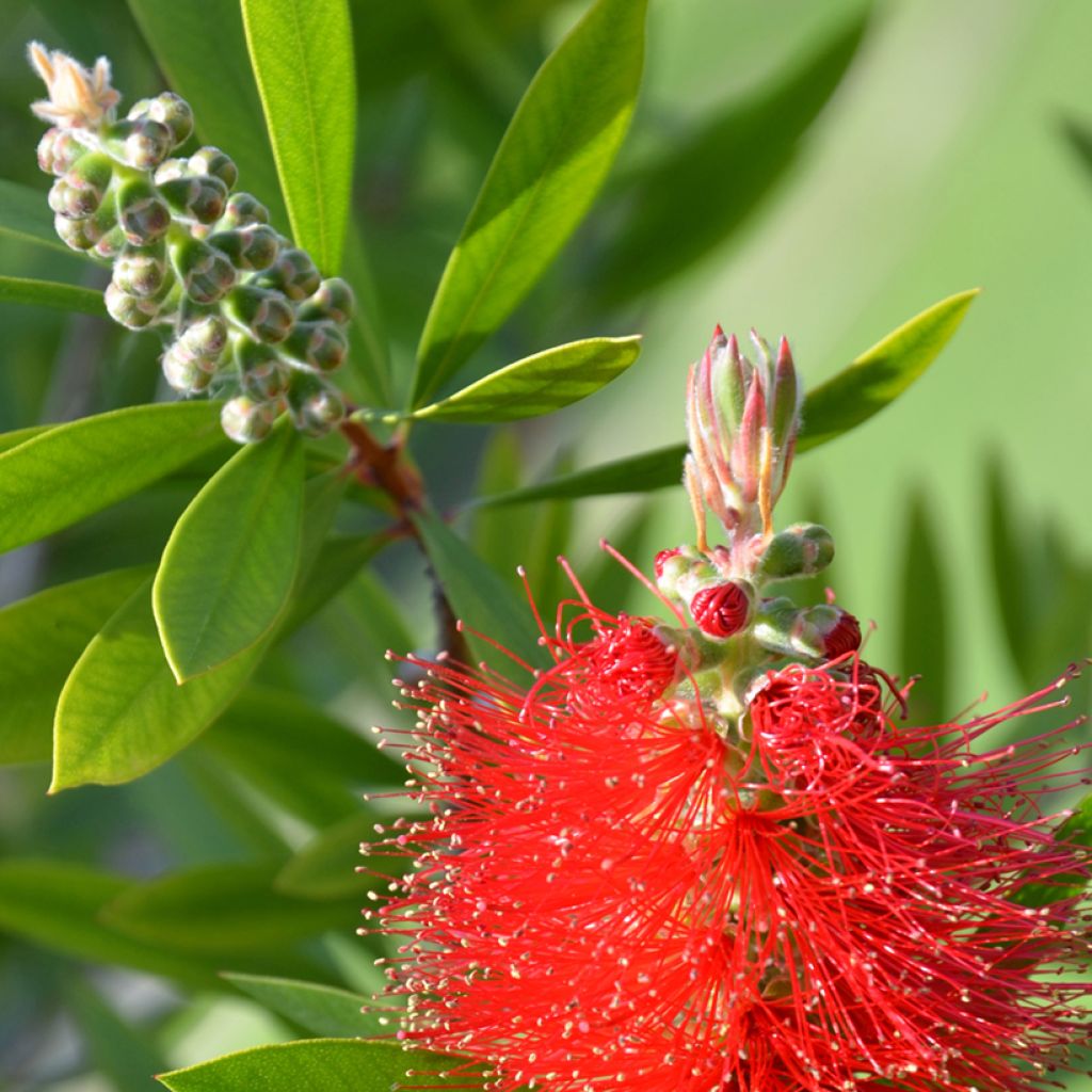 Callistemon citrinus Splendens - Bottlebrush