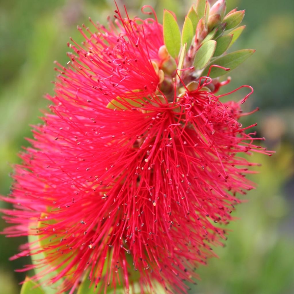 Callistemon masotti Mini Red - Bottlebrush