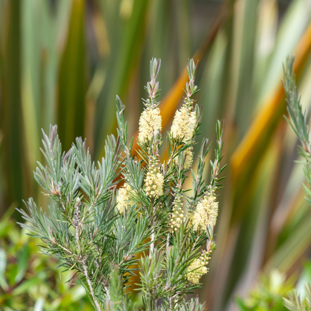 Callistemon pityoides Widdicombe Gem - Bottlebrush