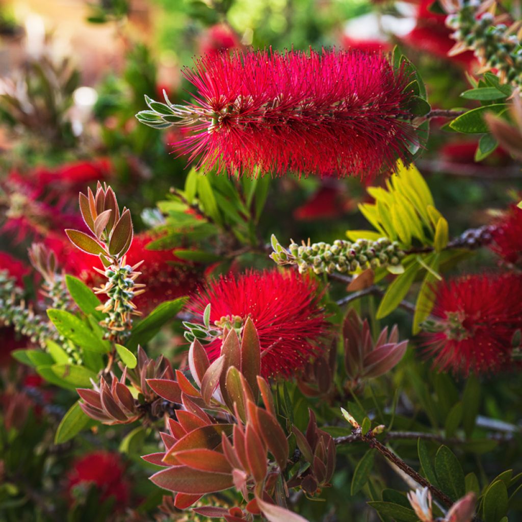 Callistemon rigidus - Bottlebrush