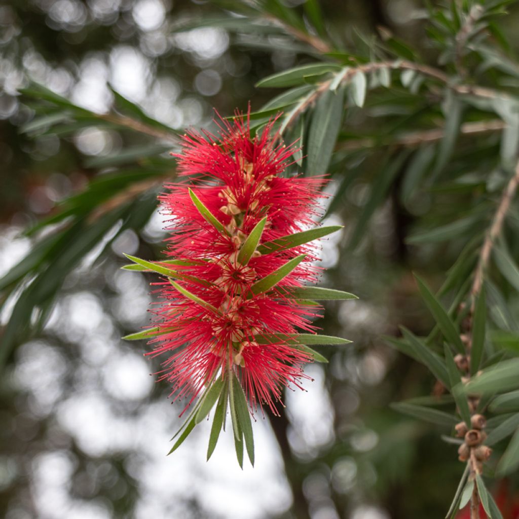 Callistemon rigidus - Bottlebrush