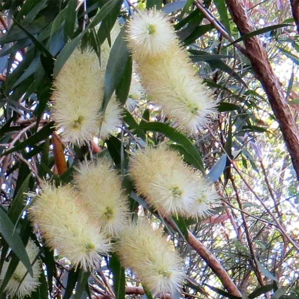Callistemon salignus White - Bottlebrush