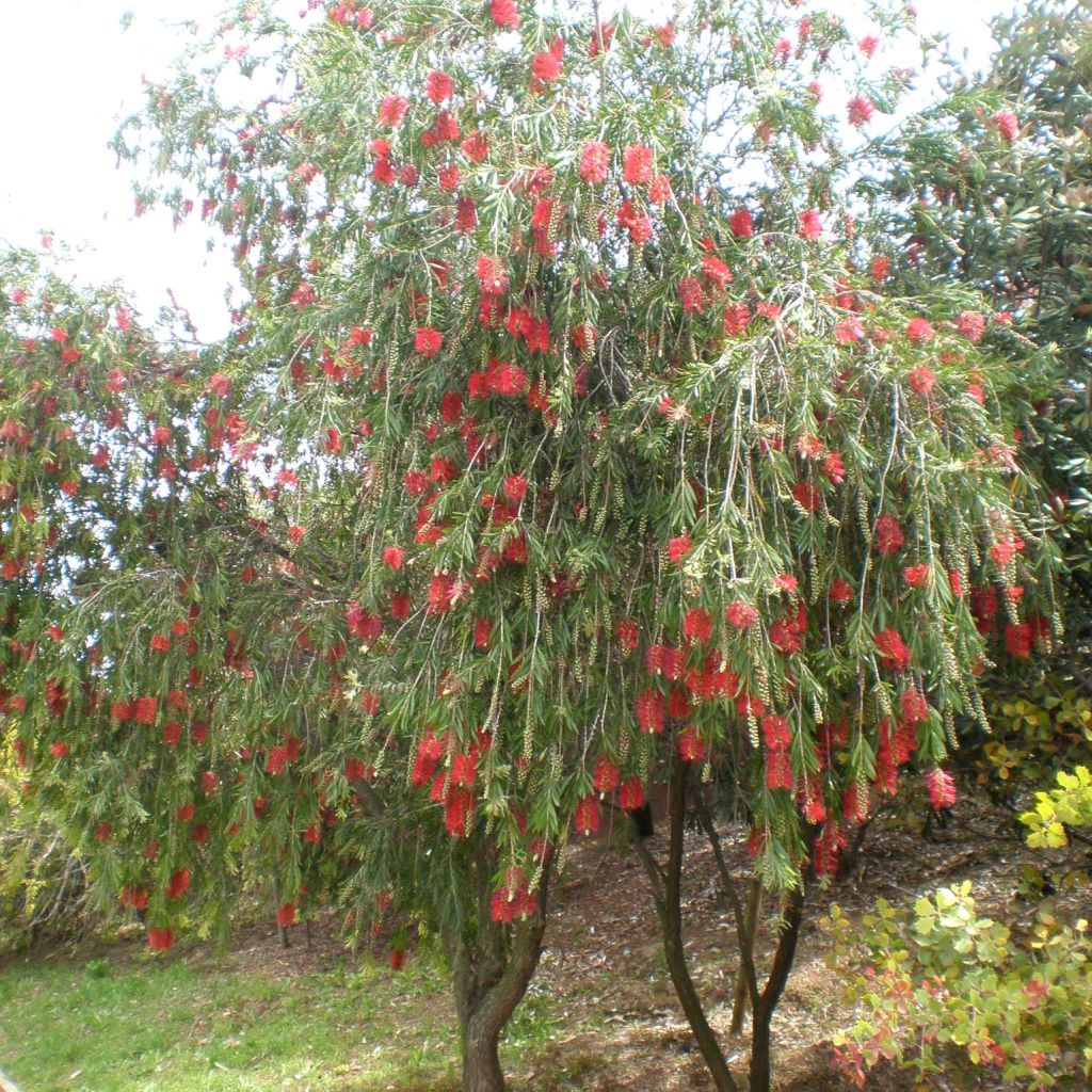 Callistemon viminalis - Bottlebrush