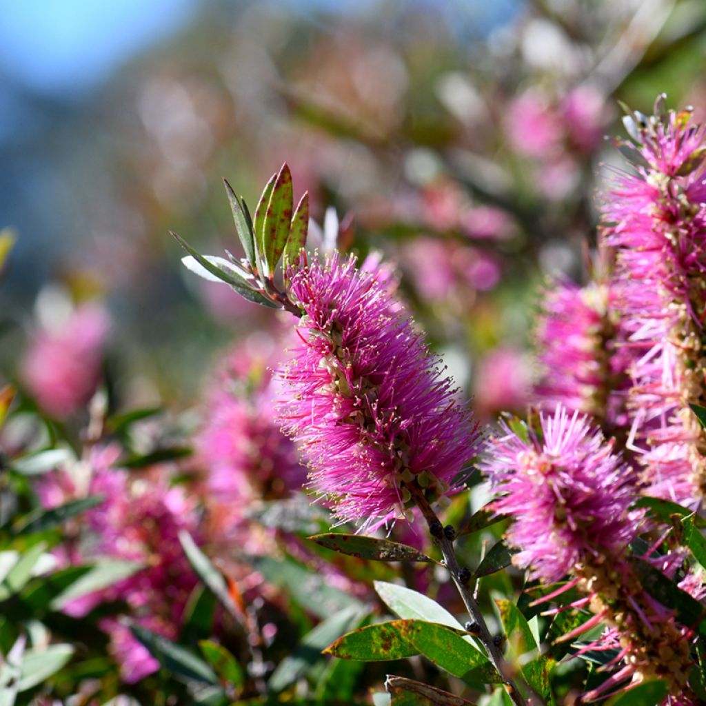 Callistemon viminalis Bright Pink - Bottlebrush