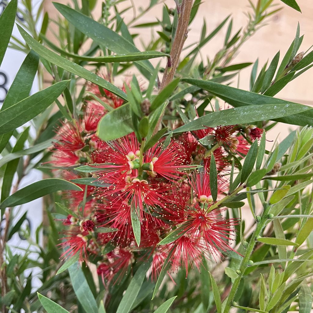 Callistemon viminalis Hannah Ray - Weeping bottlebrush