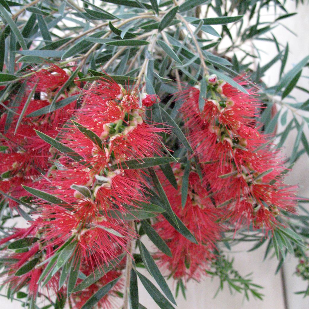 Callistemon viminalis Hannah Ray - Weeping bottlebrush