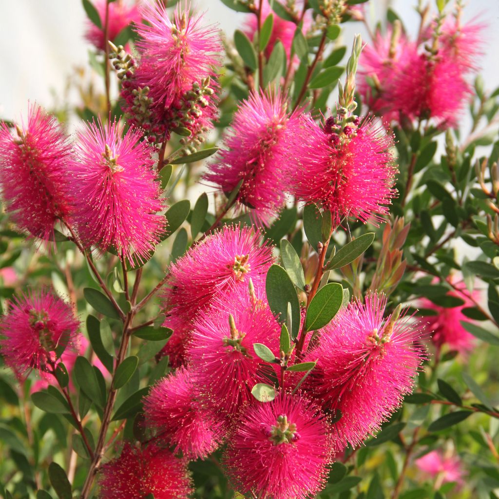 Callistemon viminalis Hot Pink - Bottlebrush