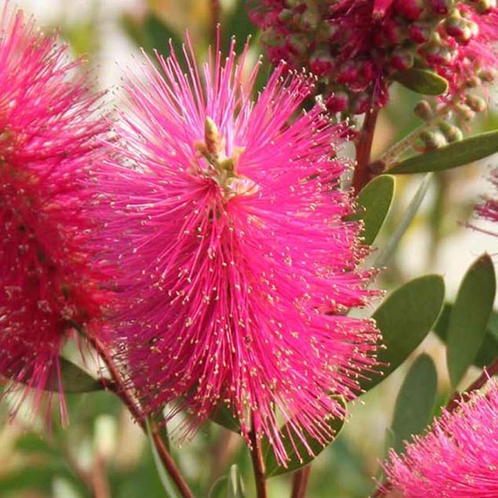 Callistemon viminalis Hot Pink - Bottlebrush