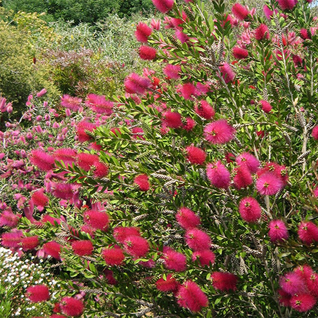 Callistemon viminalis Hot Pink - Bottlebrush