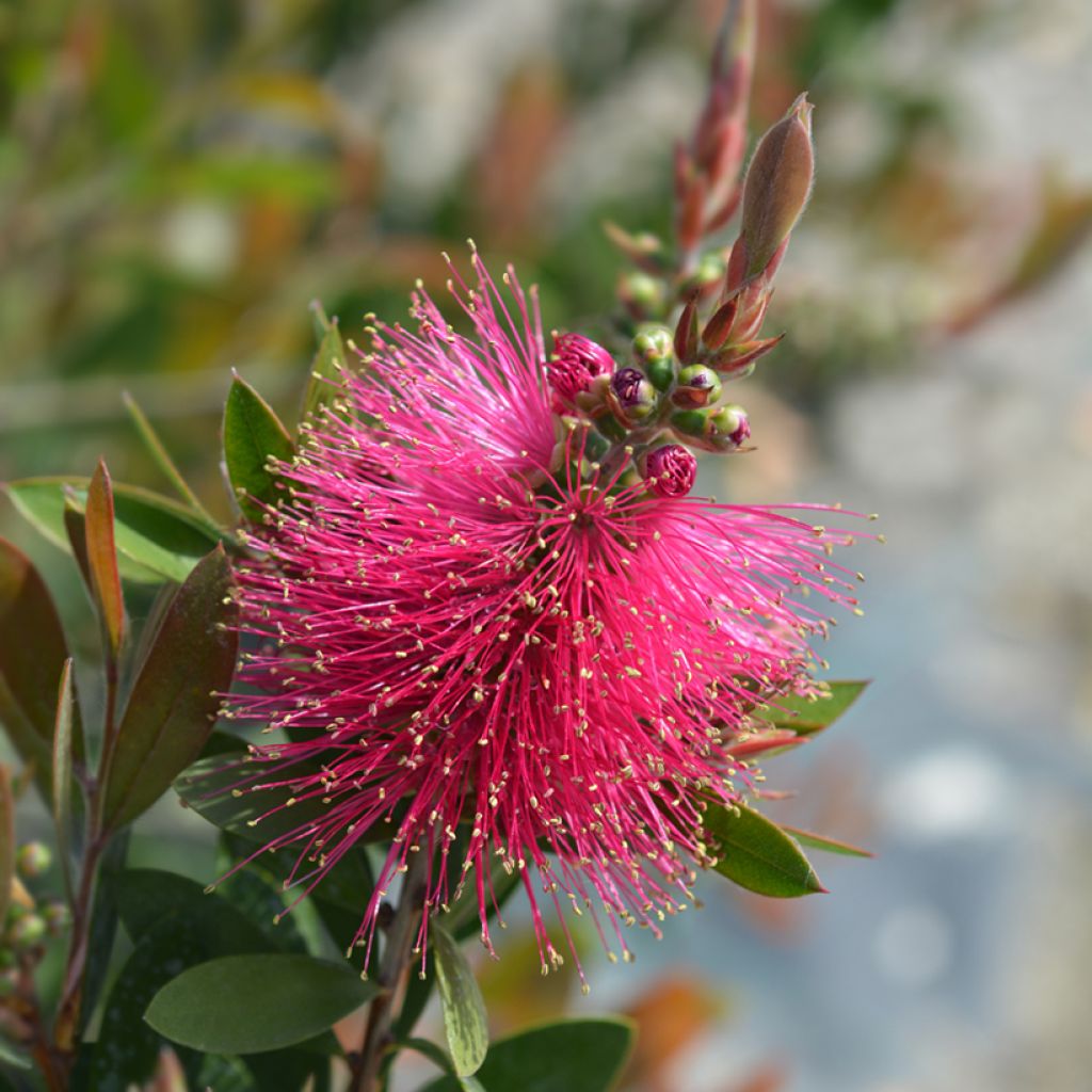 Callistemon viminalis Hot Pink - Bottlebrush