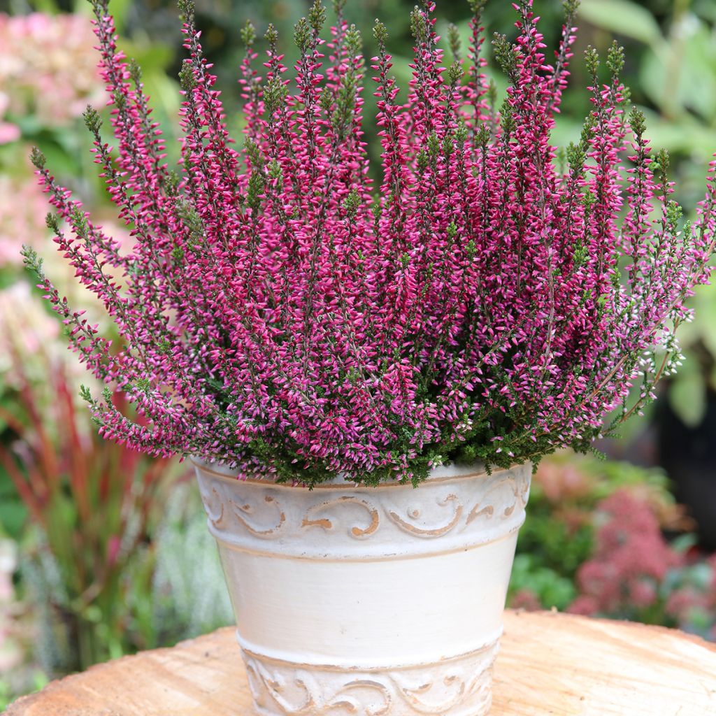 Calluna vulgaris Garden Girls Amethyst - Heather