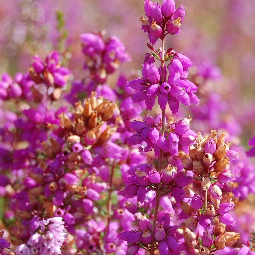 Calluna vulgaris Allegro - Heather