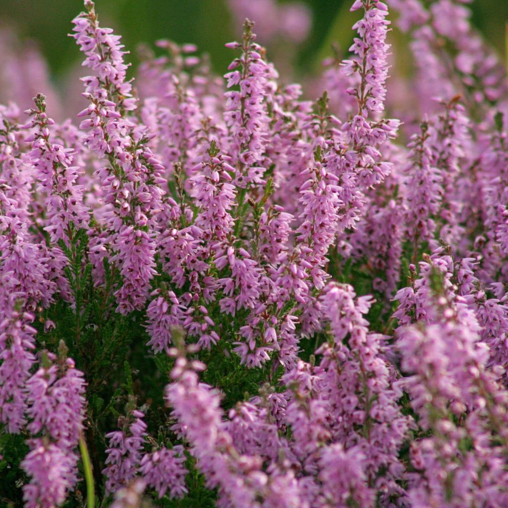 Calluna vulgaris H.E. Beale - Heather