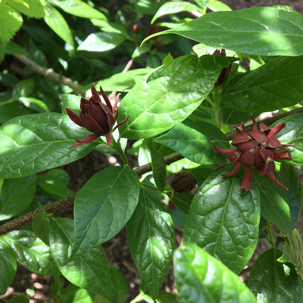 Calycanthus floridus Michael Lindsay- Sweetshrub