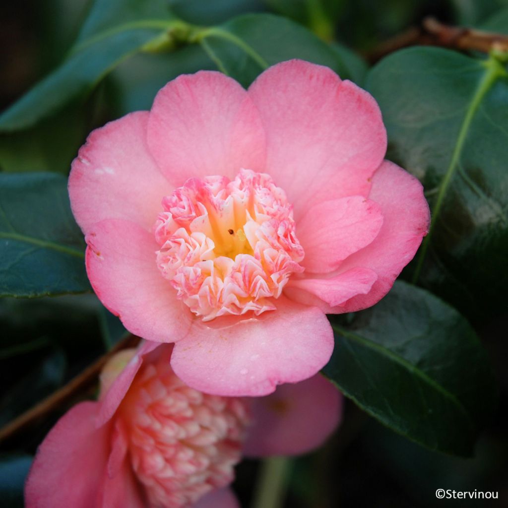 Camellia japonica 'Baby Sis Pink' - Miniature camellia