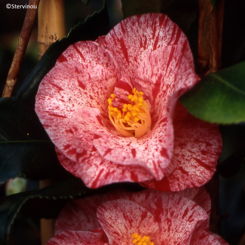 Camellia japonica Betty Foy Sanders
