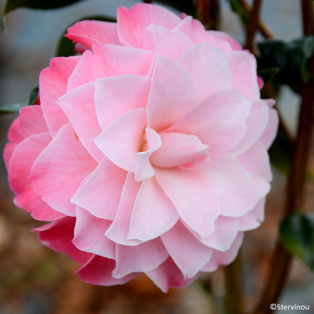 Camellia williamsii Buttons N Bows