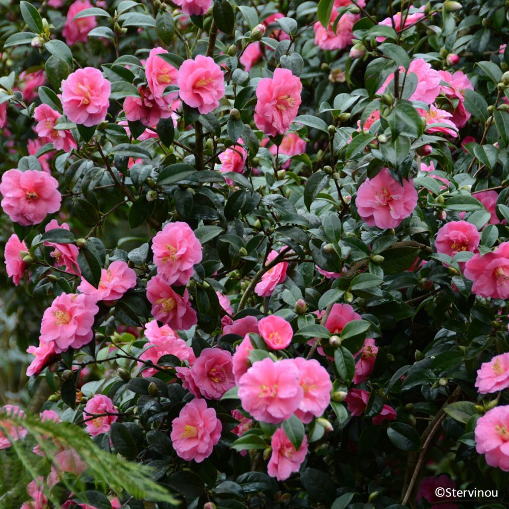 Camellia Inspiration 