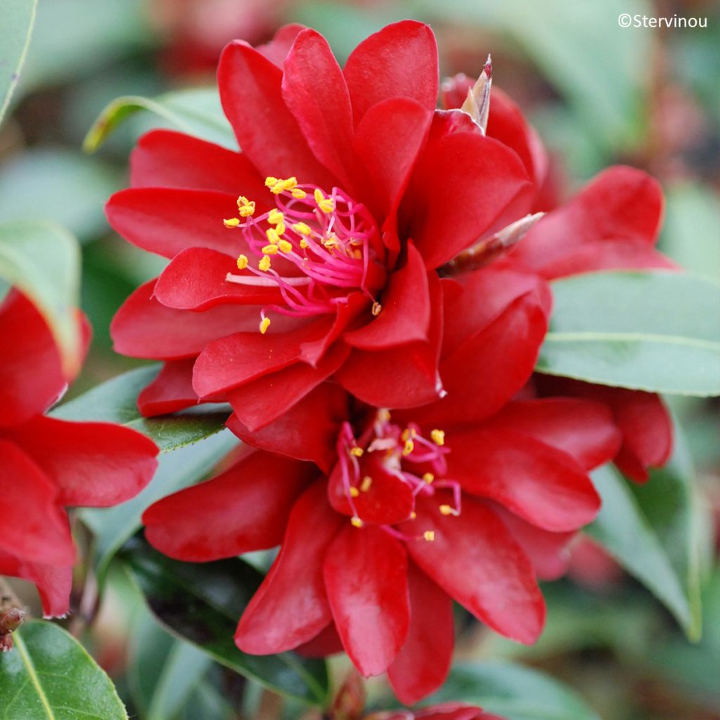 Camellia williamsii Night Rider