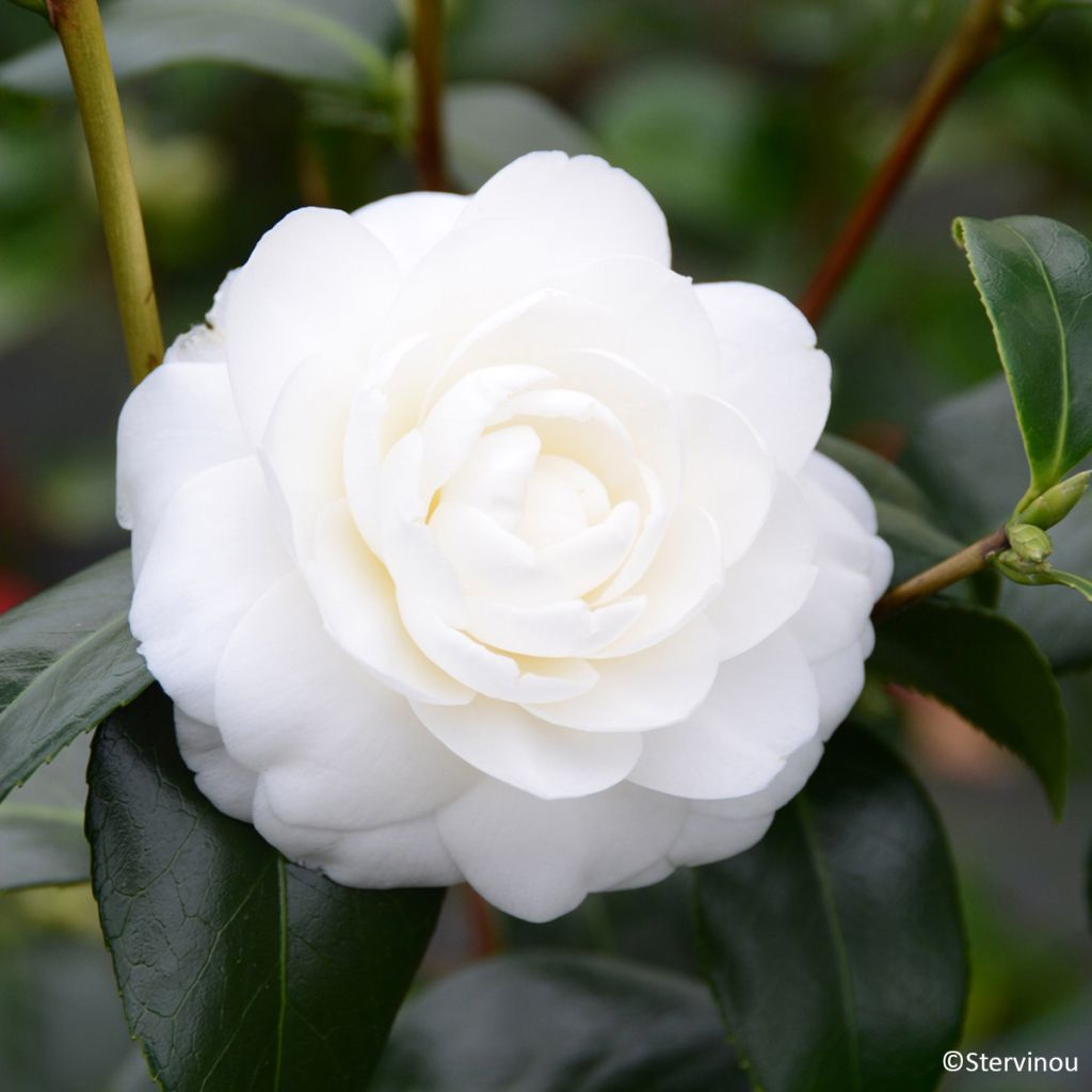 Camellia japonica Satsuma