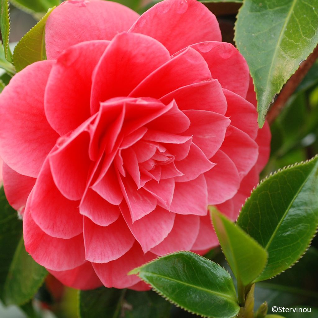 Camellia japonica Spring Formal