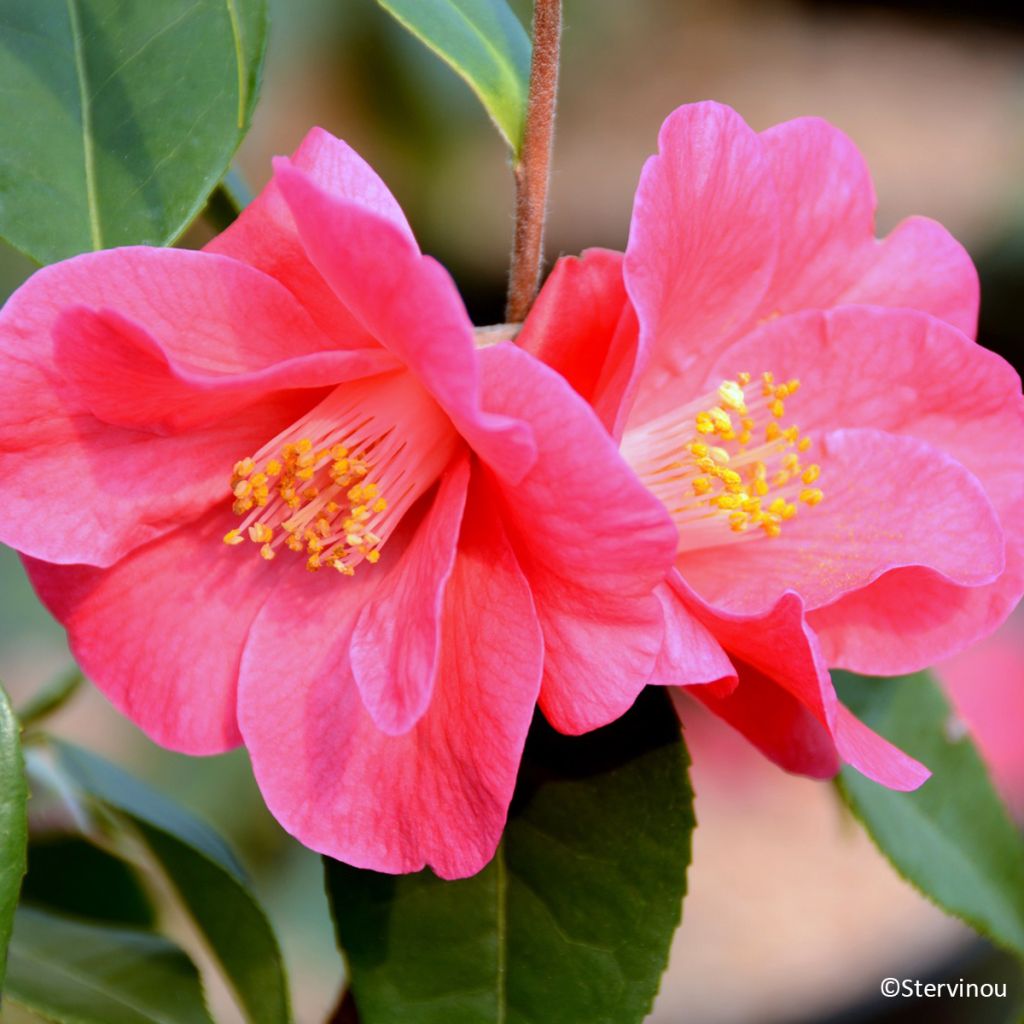 Camellia Crimson Candles
