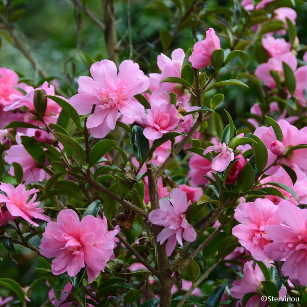 Camellia hiemalis Elfin rose 