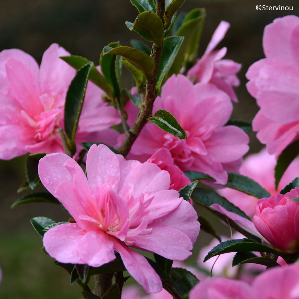 Camellia hiemalis Elfin rose 