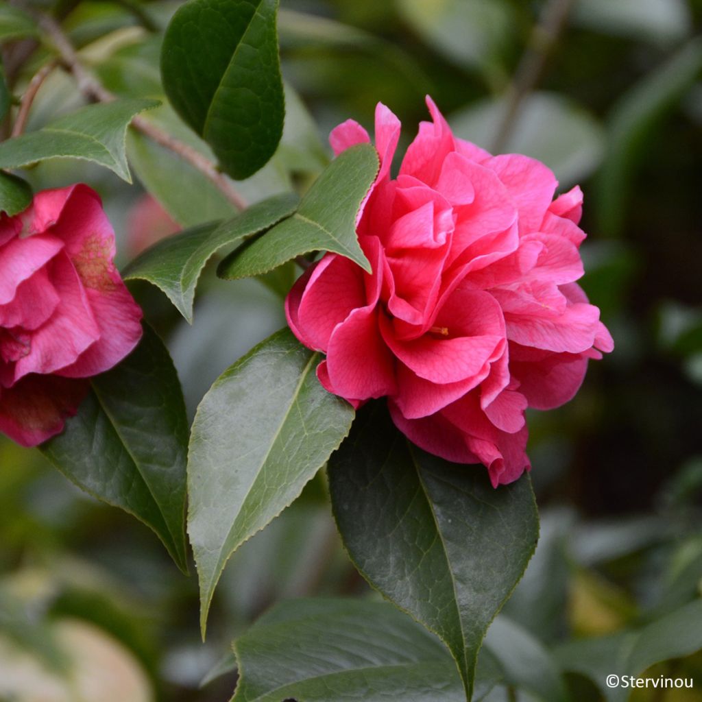 Camellia Paradise Illumination