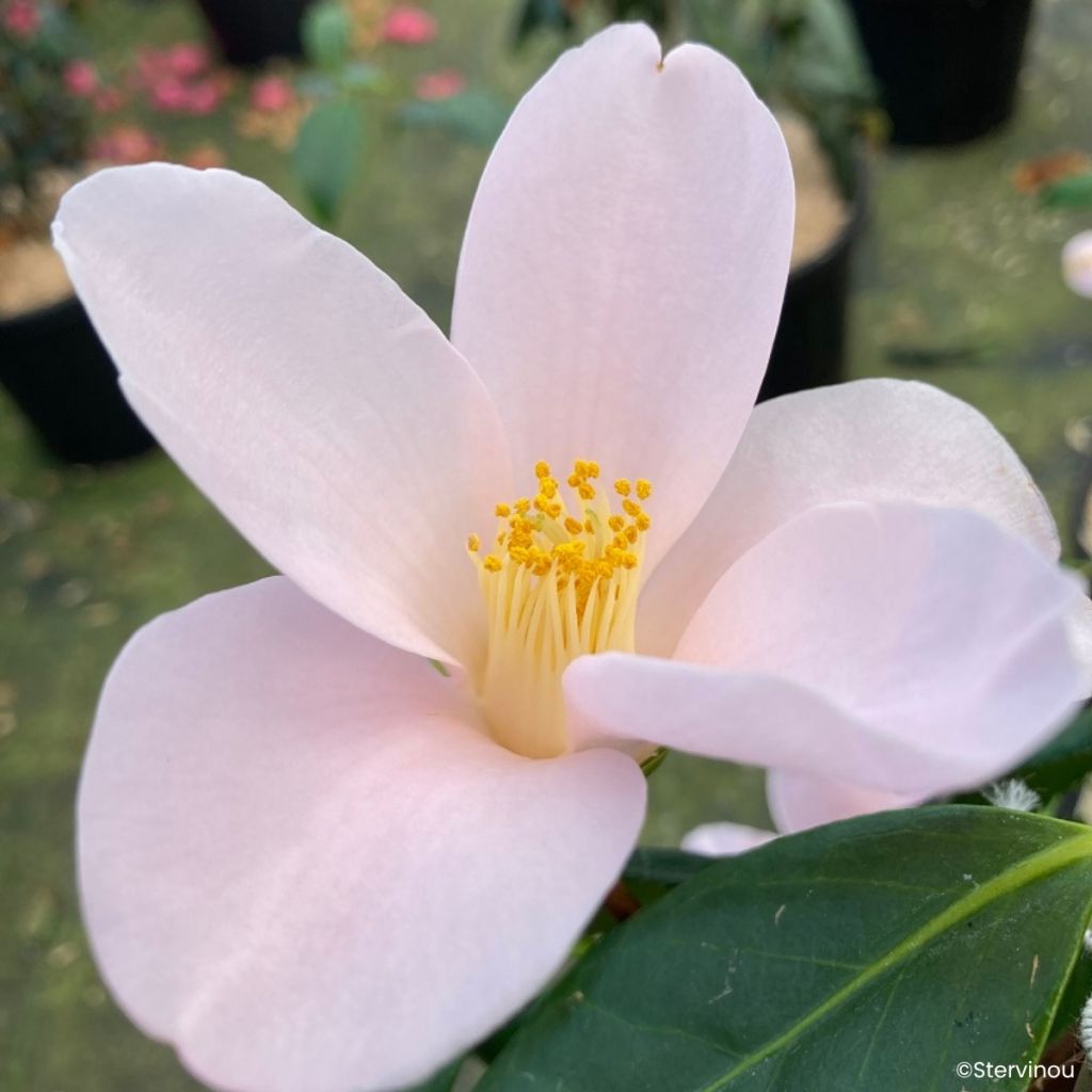 Camellia sasanqua 'Île Vierge' 