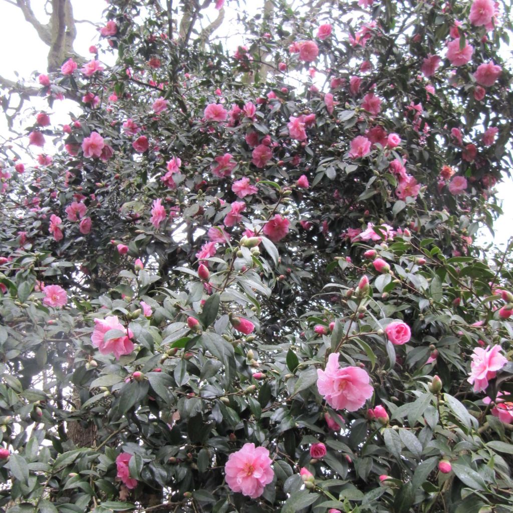 Camellia  williamsii Donation