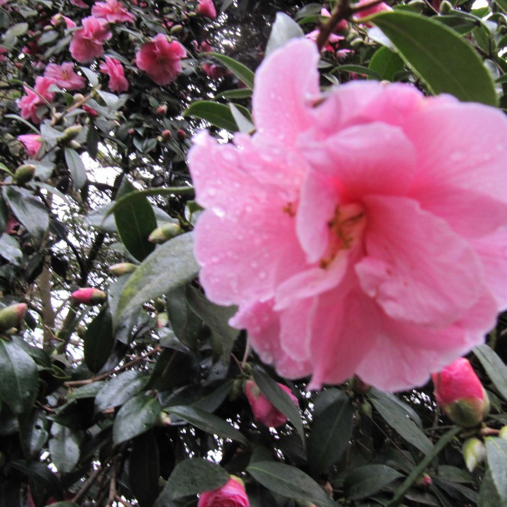 Camellia  williamsii Donation