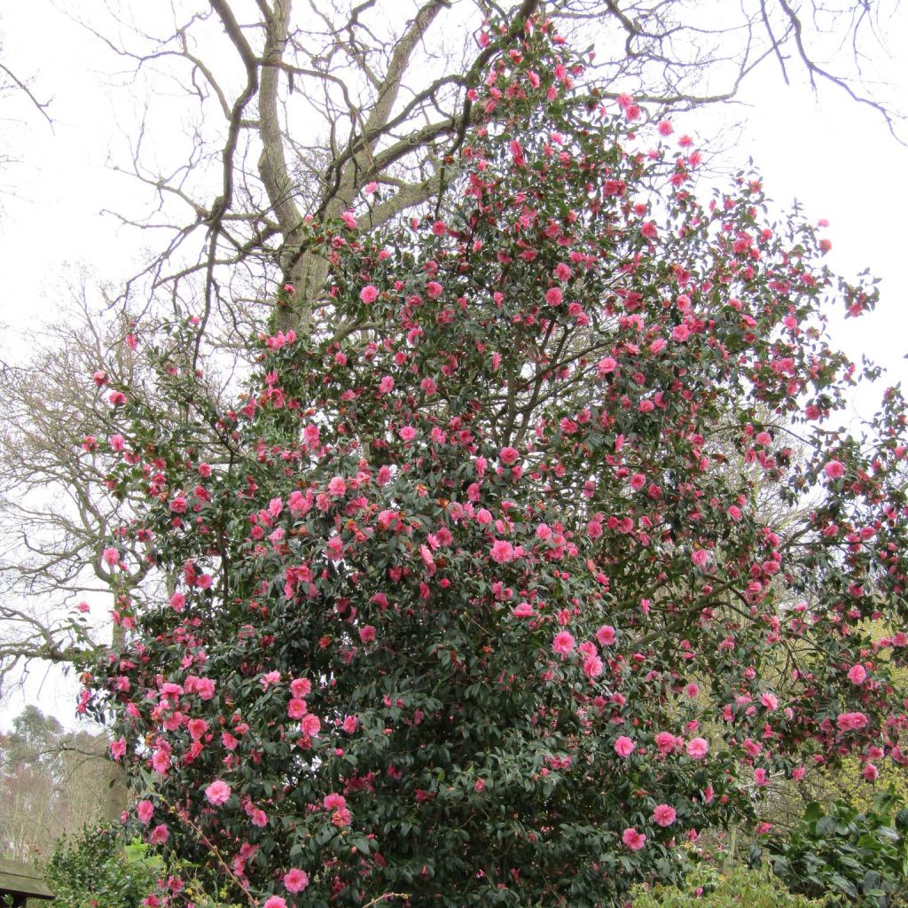 Camellia  williamsii Donation