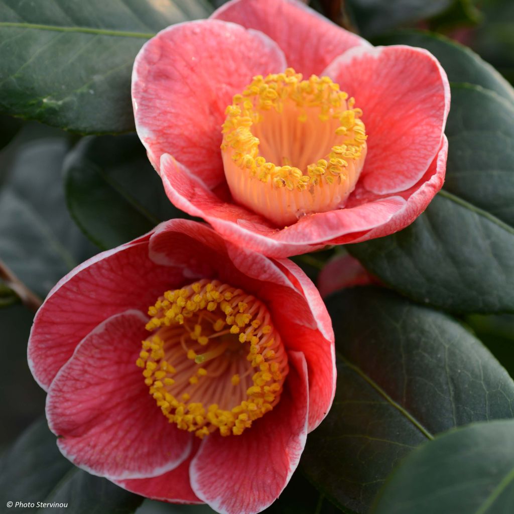 Camellia japonica Sanpei Tsubaki
