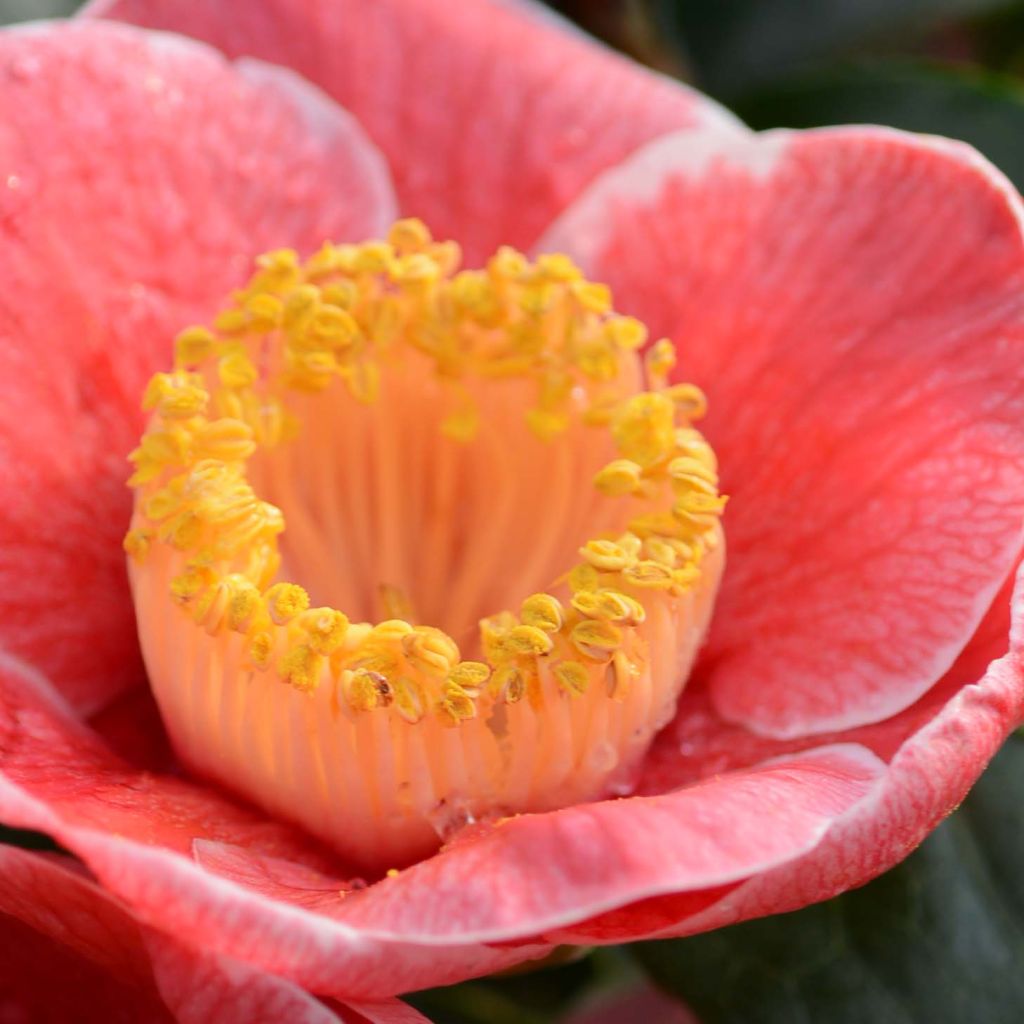 Camellia japonica Sanpei Tsubaki