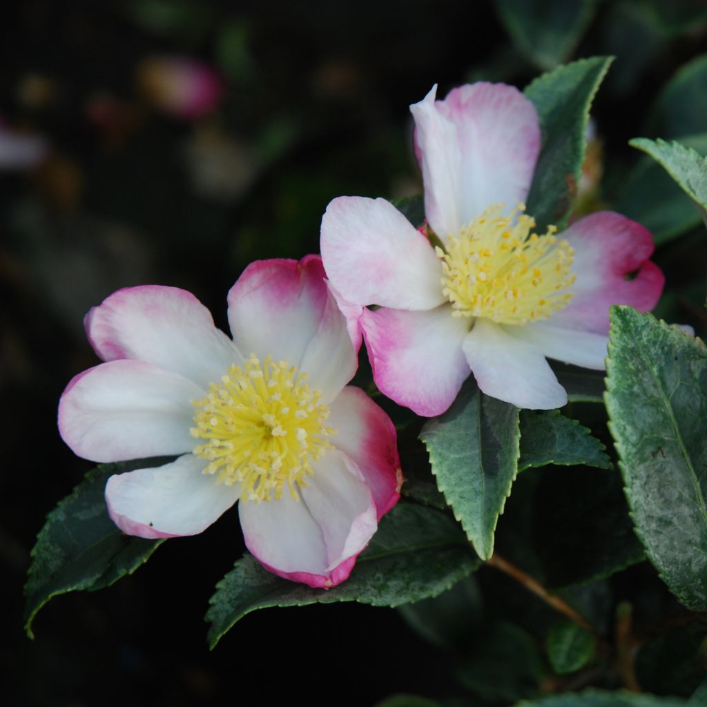 Camélia d'automne panaché - Camelia sasanqua Variegata