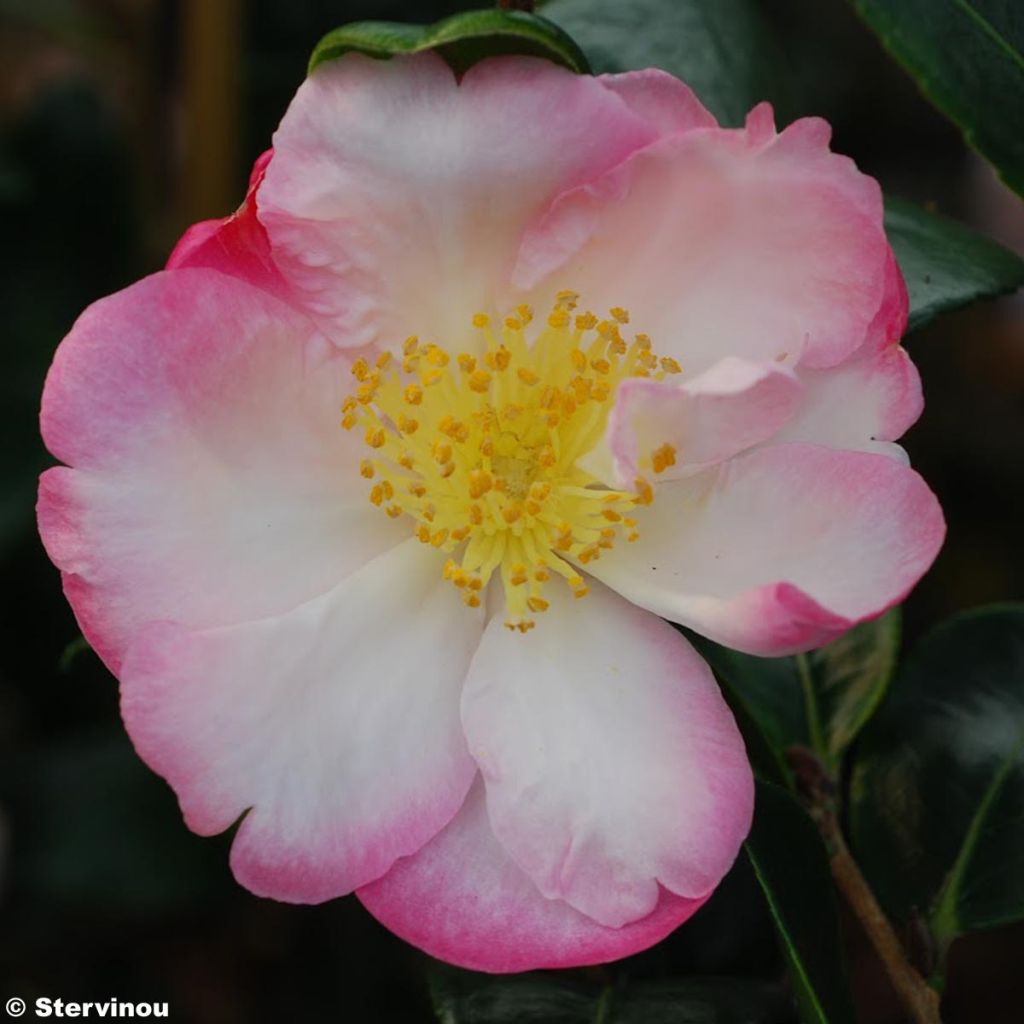 Camellia sasanqua Gay Border