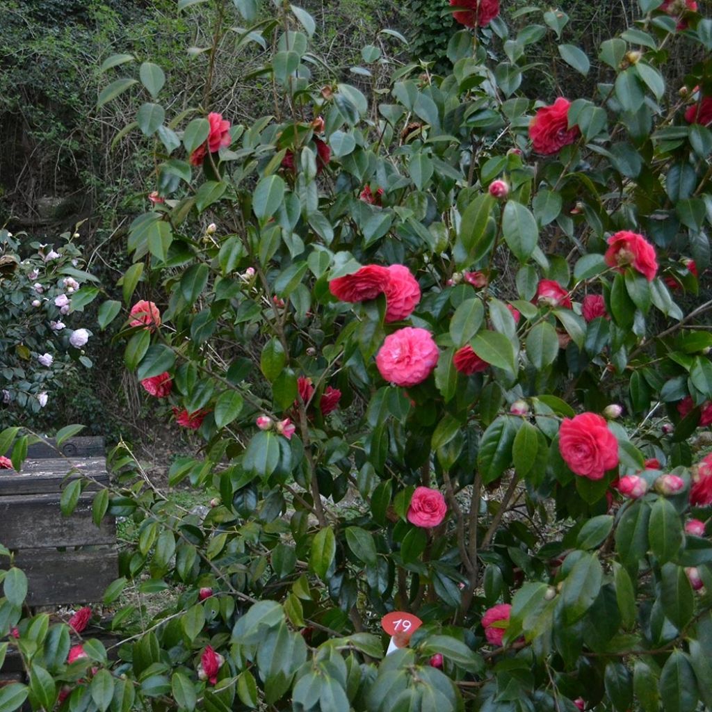 Camellia japonica Blood of China