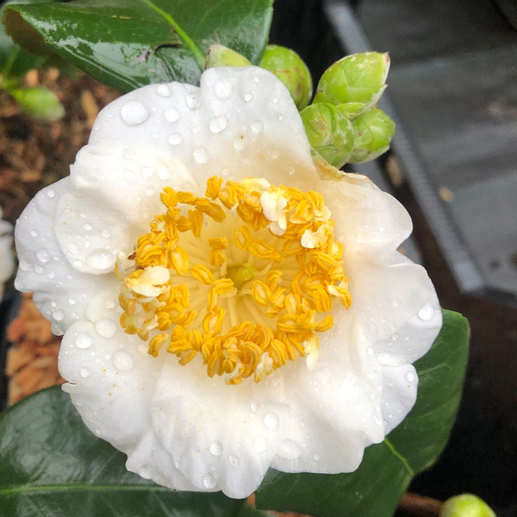 Camellia japonica de Higo Fuji