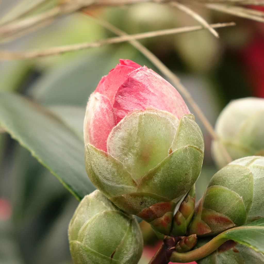 Camellia japonica San Dimas