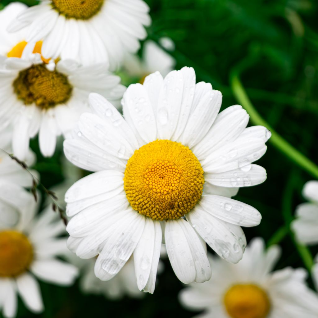 German Chamomile - Matricaria recutita