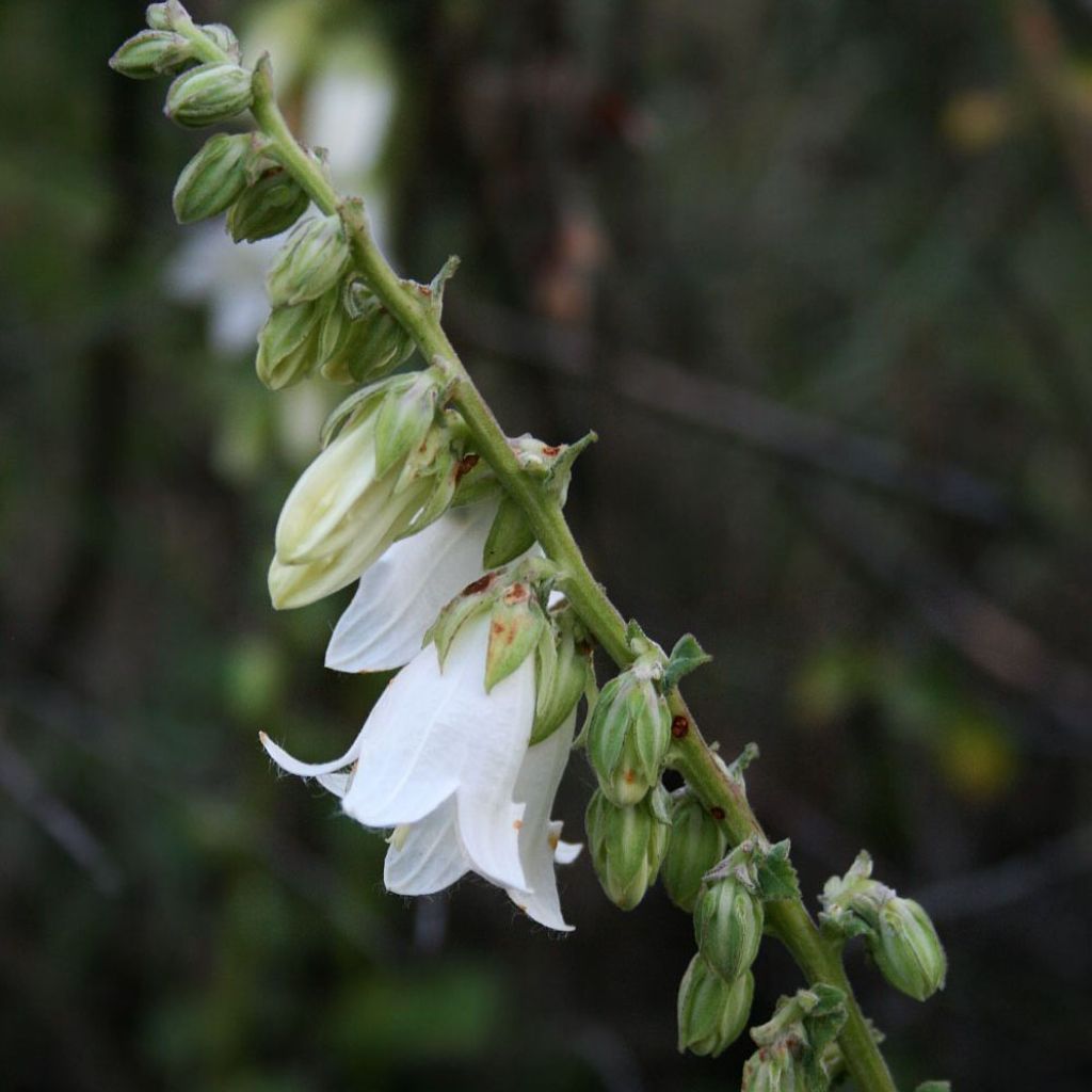 Campanula alliariifolia